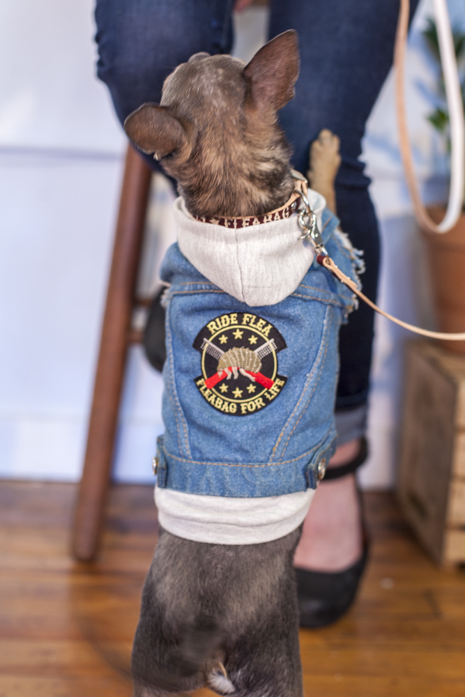Small dog wearing a graphic Fleabag Dogwear shirt.