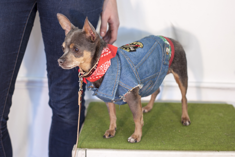 Small dog wearing a blue Fleabag Dogwear garment outdoors.