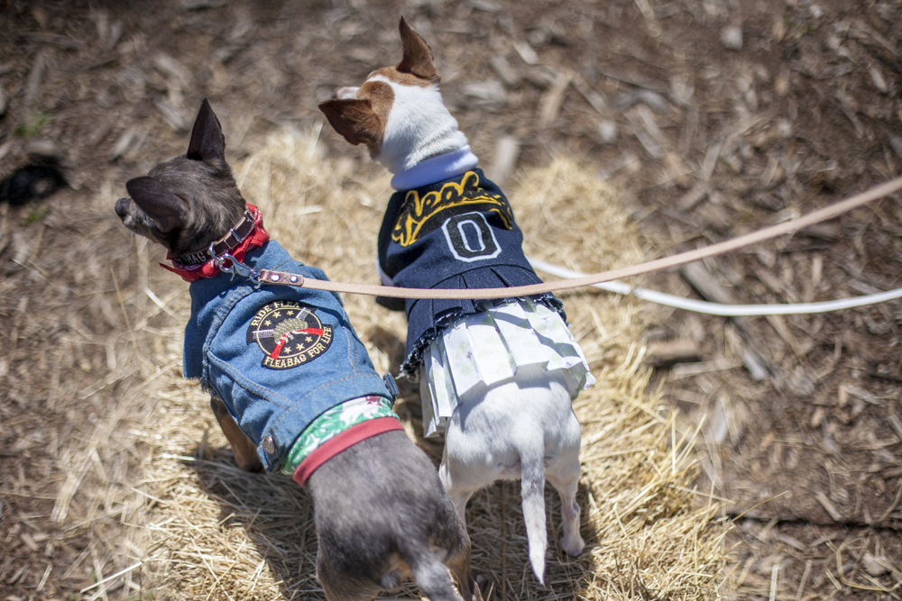 Two small dogs wearing patterned Fleabag Dogwear garments in a studio setting.