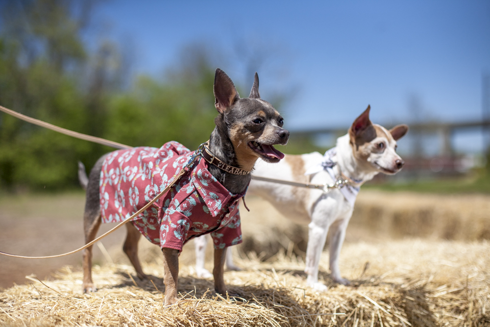 Dog wearing Fleabag Dogwear outdoors in a landscape.
