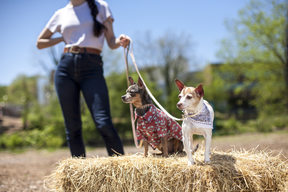 Dog wearing Fleabag Dogwear outdoors beside a person.
