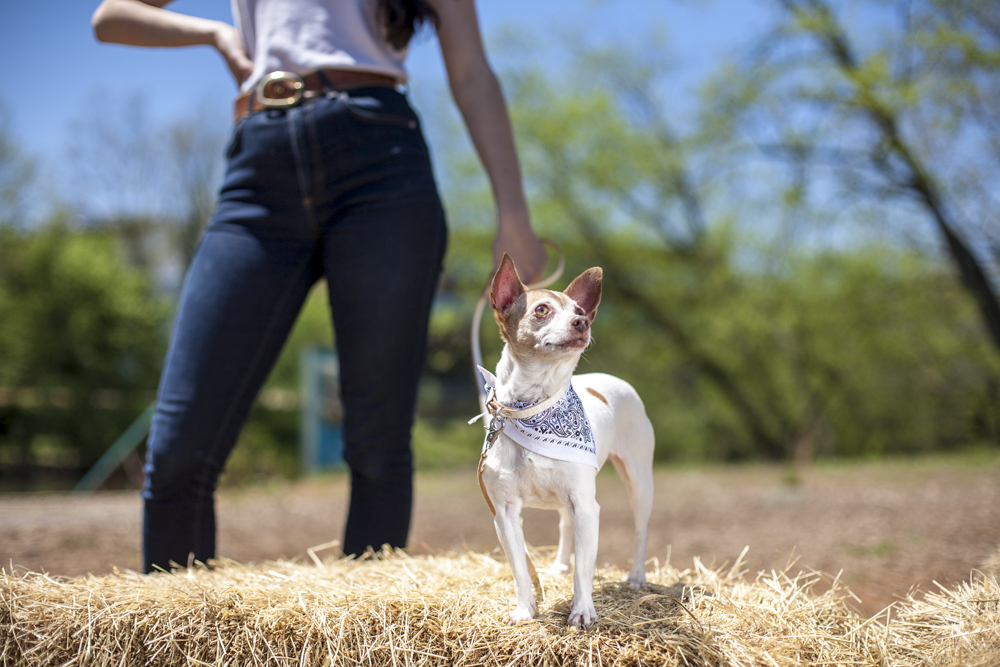 Dog wearing Fleabag Dogwear outdoors beside a person.