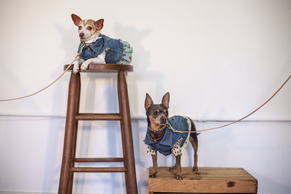 Close view of a person holding a dog wearing a turquoise patterned Fleabag Dogwear garment.