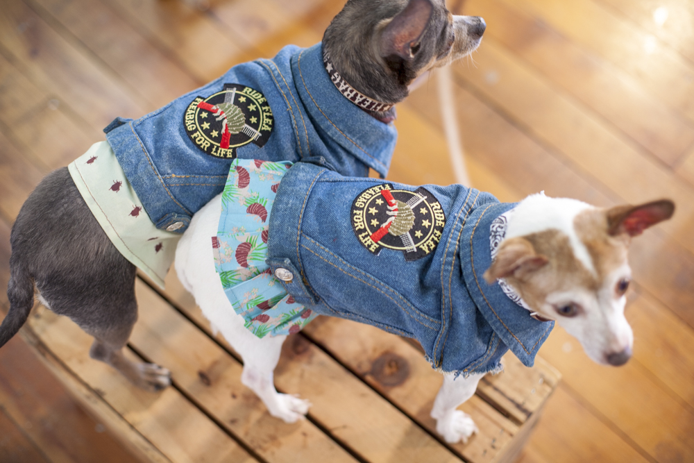 Dog wearing a brightly patterned Fleabag Dogwear garment in a studio setting.
