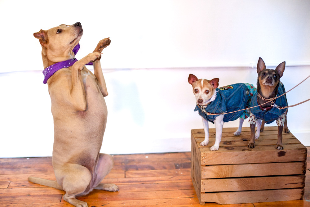 Dog wearing a brightly patterned Fleabag Dogwear garment in a studio setting.