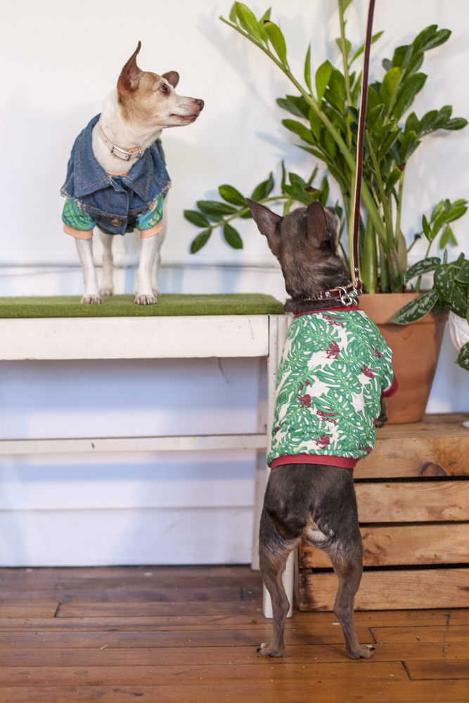 Small dog wearing a blue patterned Fleabag Dogwear garment.