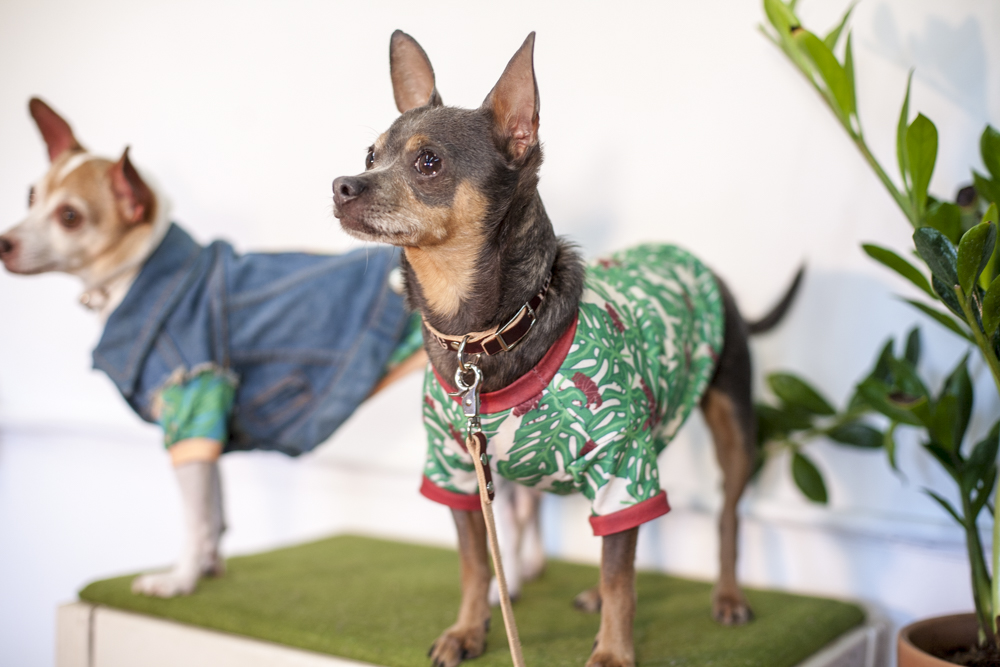 Dog wearing a green patterned Fleabag Dogwear garment.