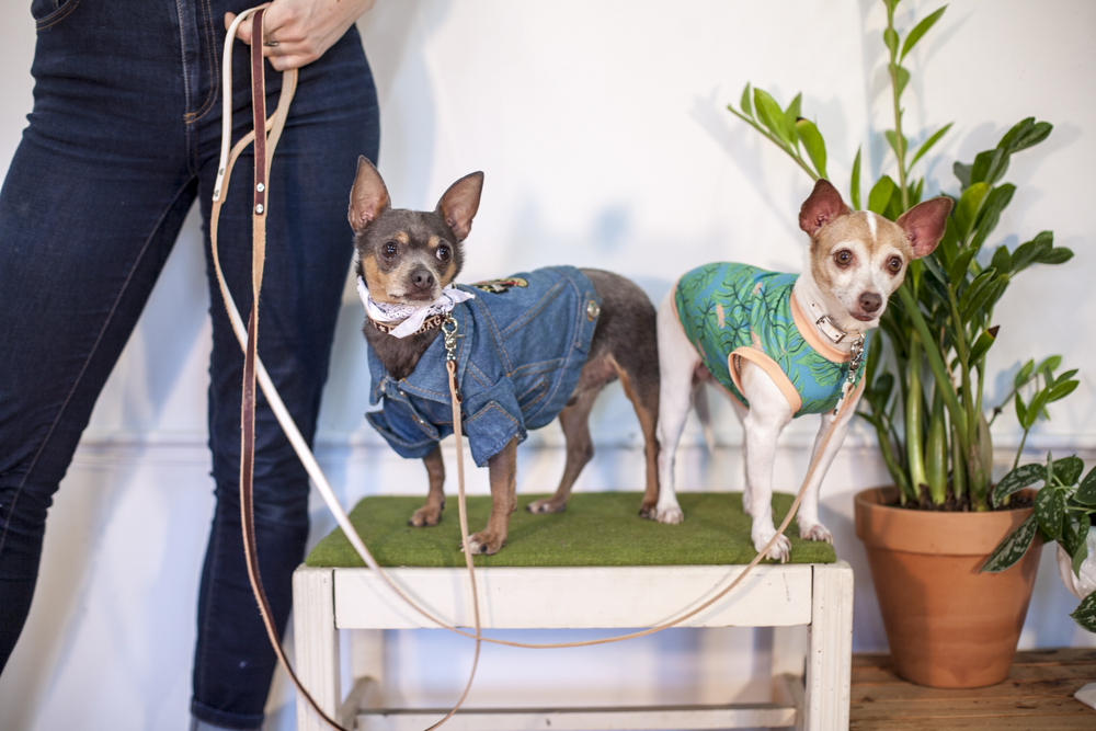 Two small dogs wearing Fleabag Dogwear garments posed together in a studio.