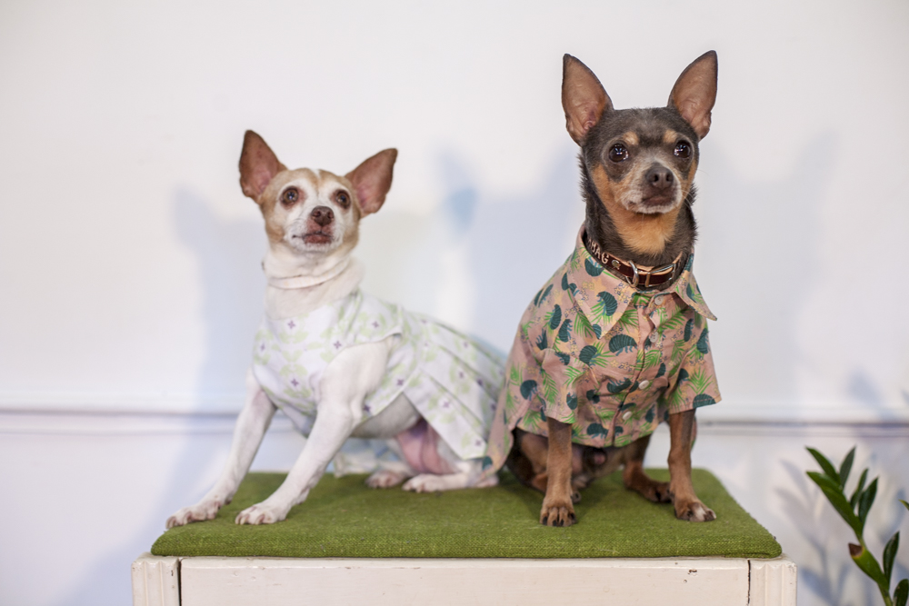 Small dog wearing a dark Fleabag Dogwear garment.