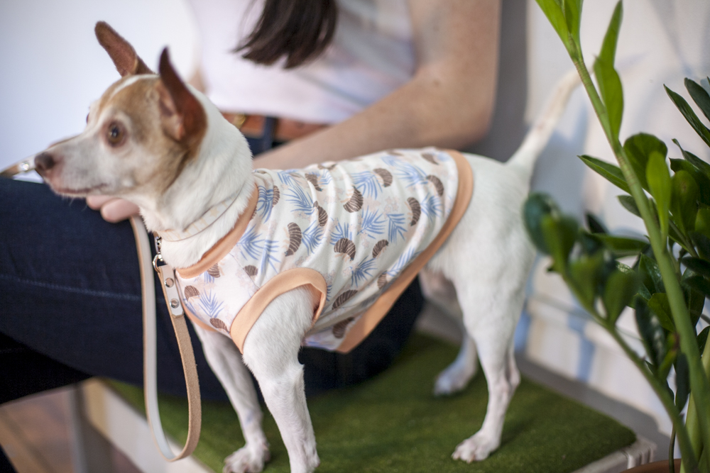 Small dog wearing a patterned Fleabag Dogwear garment while being held.
