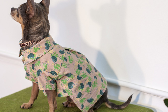 Close view of a dog wearing a patterned Fleabag Dogwear garment.