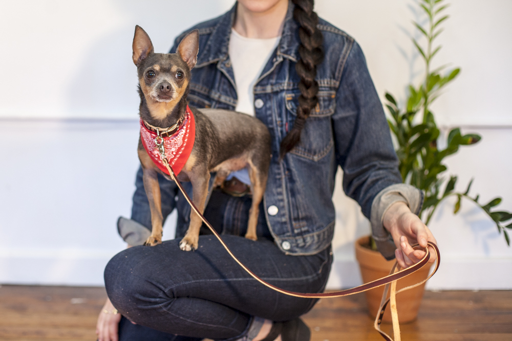 Two dogs wearing Fleabag Dogwear garments in an editorial studio photograph.