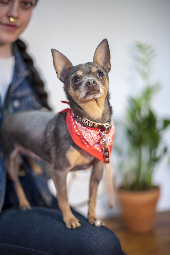Dog wearing a red accessory from Fleabag Dogwear.