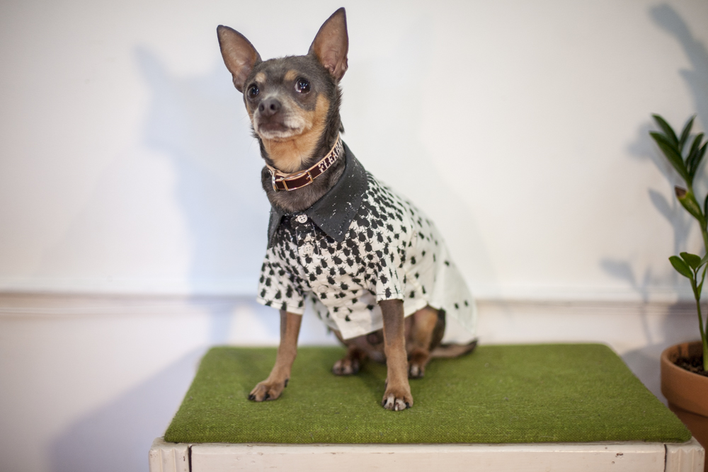 Small dog wearing a Fleabag Dogwear garment near a potted plant.