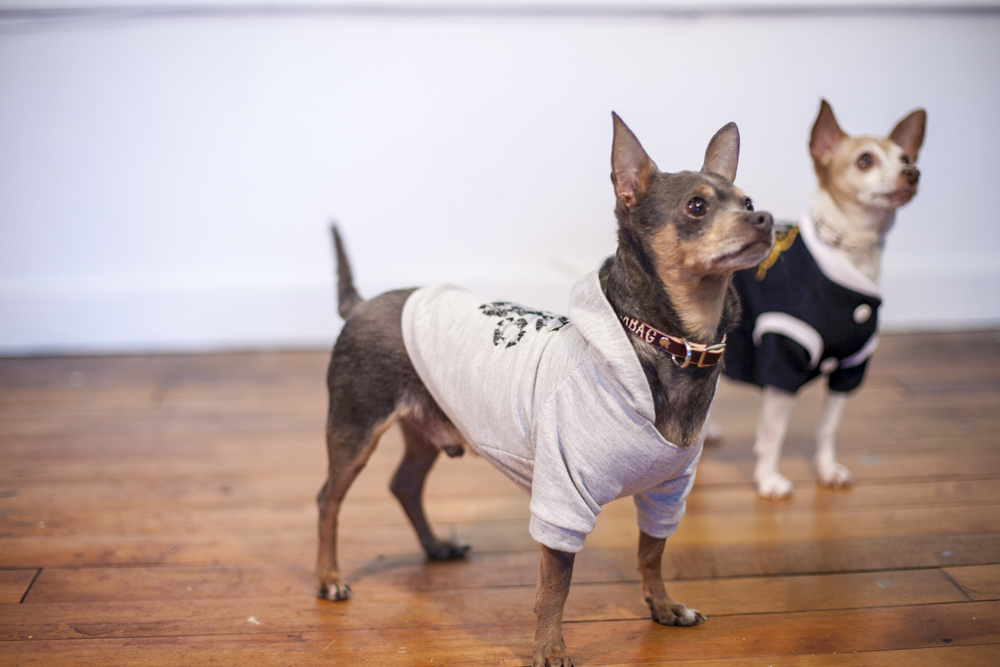 Small dog wearing a patterned Fleabag Dogwear garment.